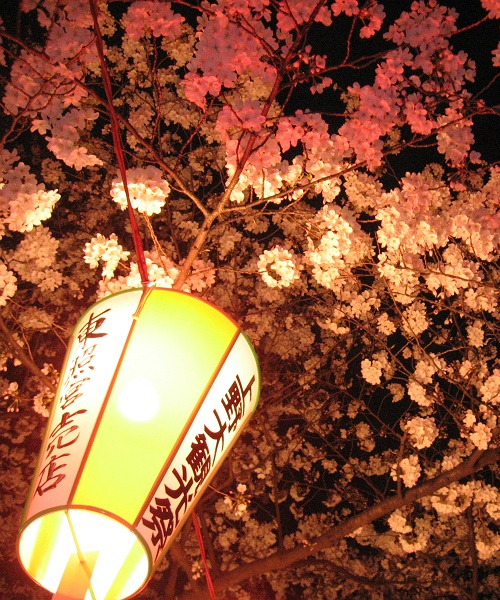 桜・上野公園